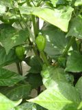 272-Bhut Jolokia