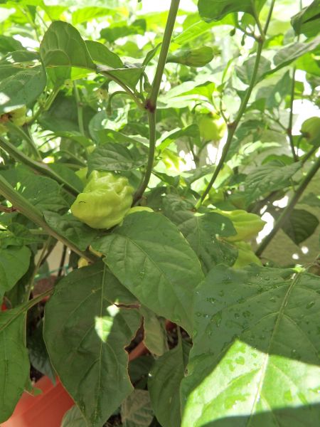 278-Habanero Mustard