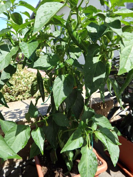 295-Chilli z Madarska