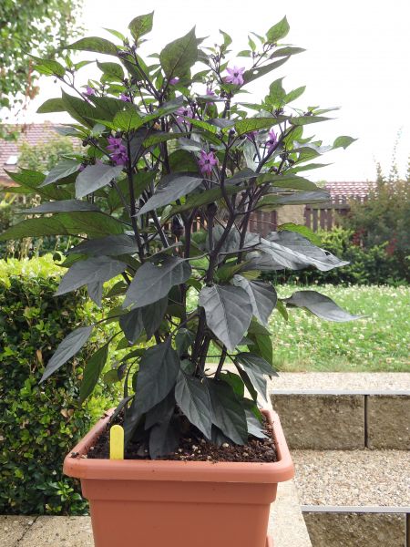 301-Peru Purple
