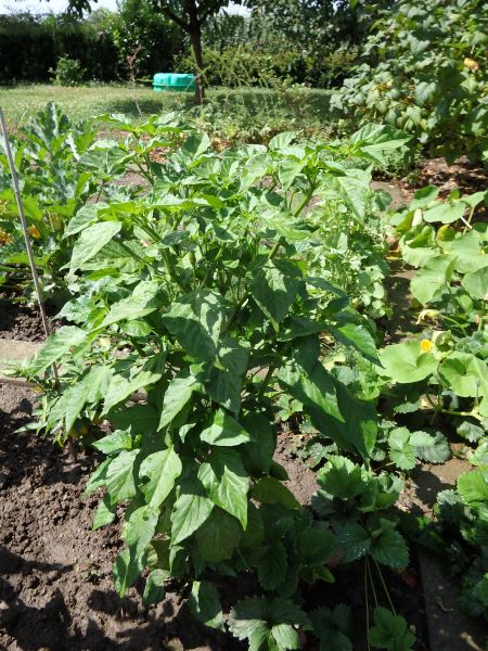 305-Aji Amarillo
