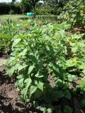 305-Aji Amarillo
