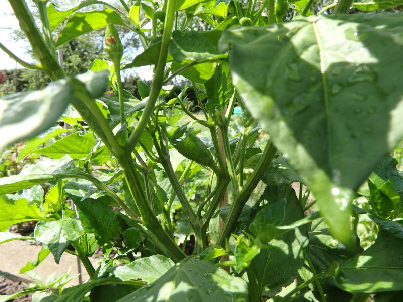 306-Aji Amarillo