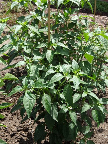 318-Chilli z Izraele