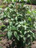318-Chilli z Izraele