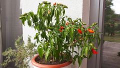 IMG_20170721_153959
