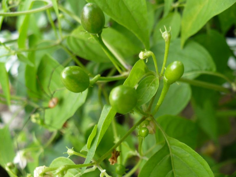 P1050528