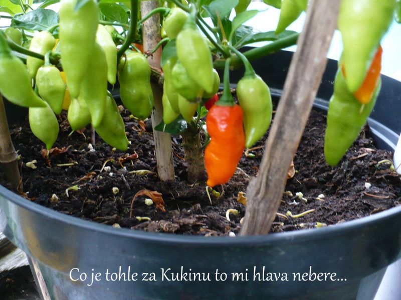 P1050536