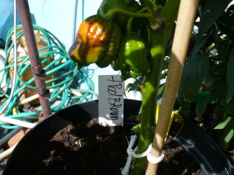 P1050578