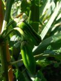 7pod peach x Jolokia red1