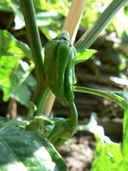 MOA x Fatalii yellow1