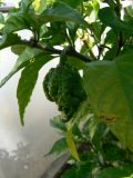 Carolina reaper