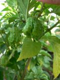 Carolina reaper1