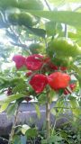 Jamajka Squash red