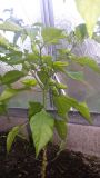 Naga morich