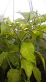 Naga morich