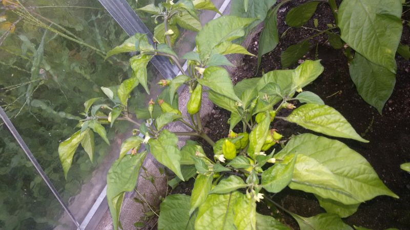 Naga Morich