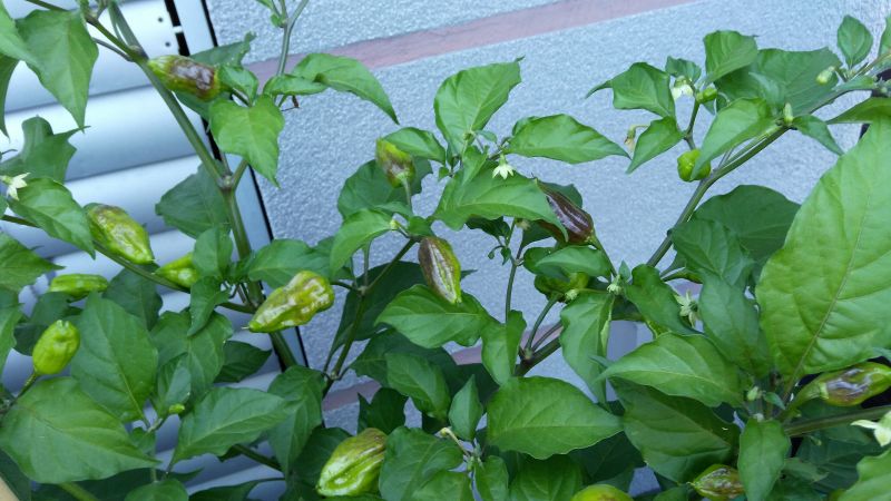 27. týden od výsevu - Popálená Naga Morich