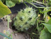 Kiwano