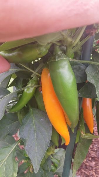 Bulgarian Carrot,