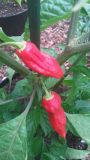 Naga Morich,