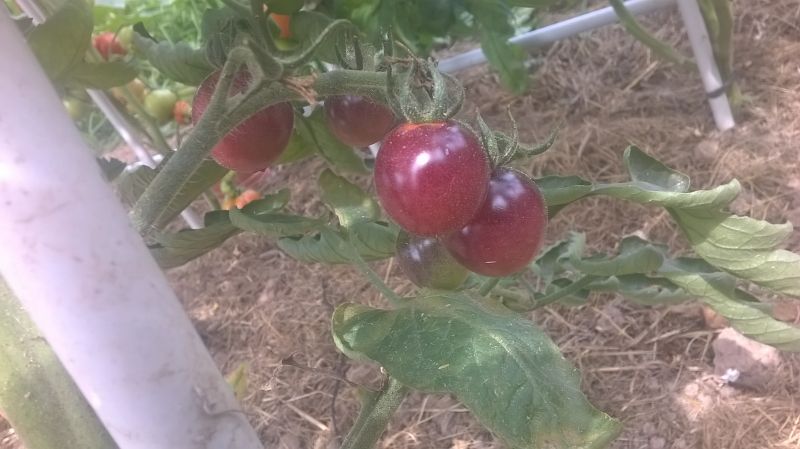 WP_20170806_004