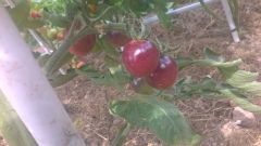 WP_20170806_004
