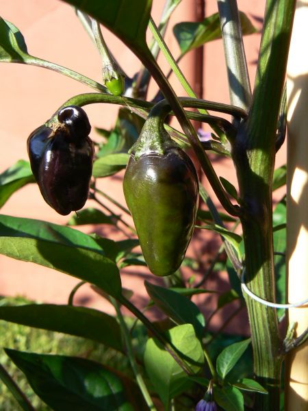Golden nugget x black scorpion tongue 3