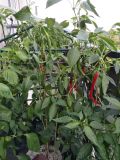 IMG_20170809_190456