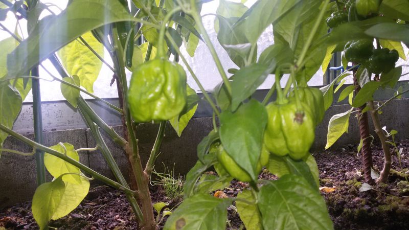 7 pot white