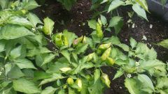 Naga Morich