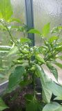 Naga morich