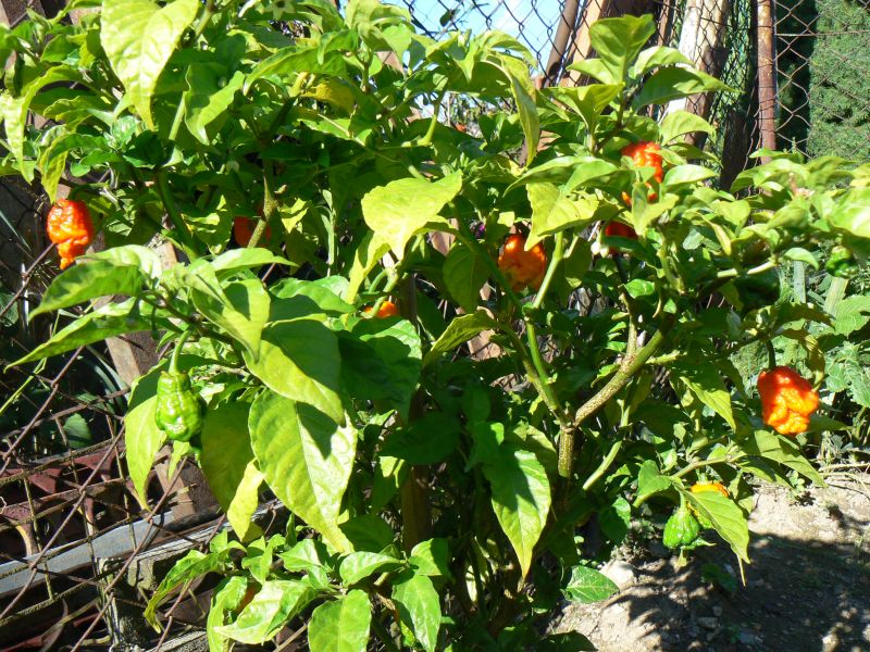 Carolina reaper