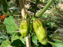 Fatalii white x jolokia red