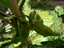 Fatalii white x jolokia red1