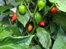 327-Bhut Jolokia