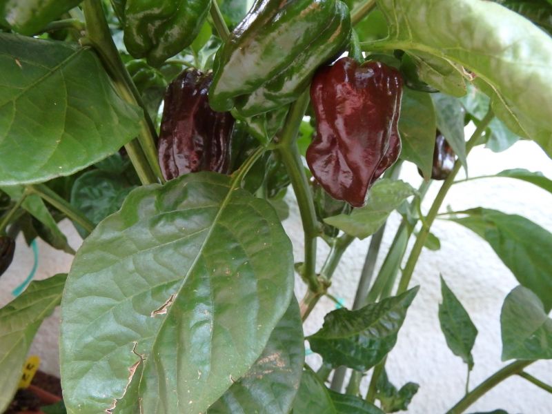 330-Habanero Chocolate