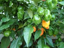 334-Habanero Orange