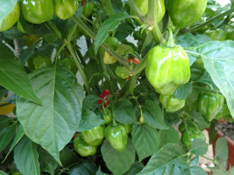335-Habanero Red