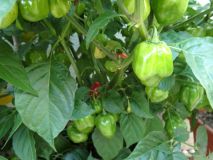 335-Habanero Red