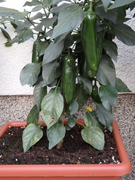 339-Jalapeno Senorita