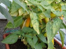 340-Jalapeno MuMex Pinata