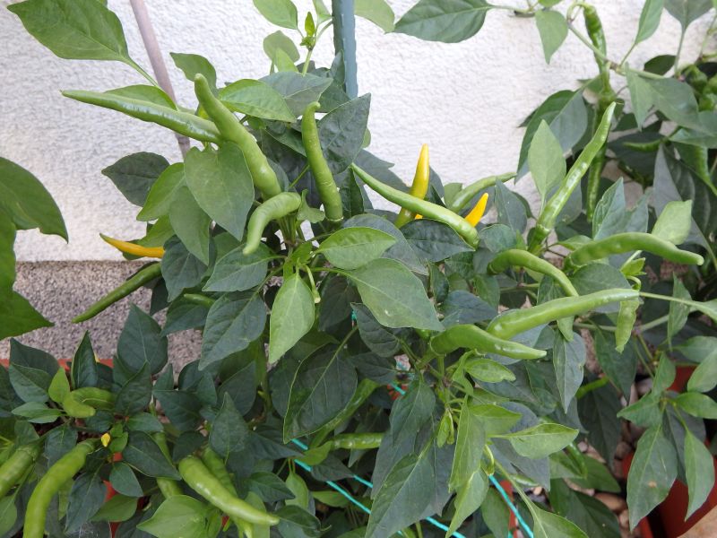 344-Cayenne Yellow