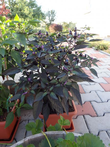 351-Peru Purple