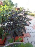 351-Peru Purple