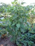 357-Aji Amarillo