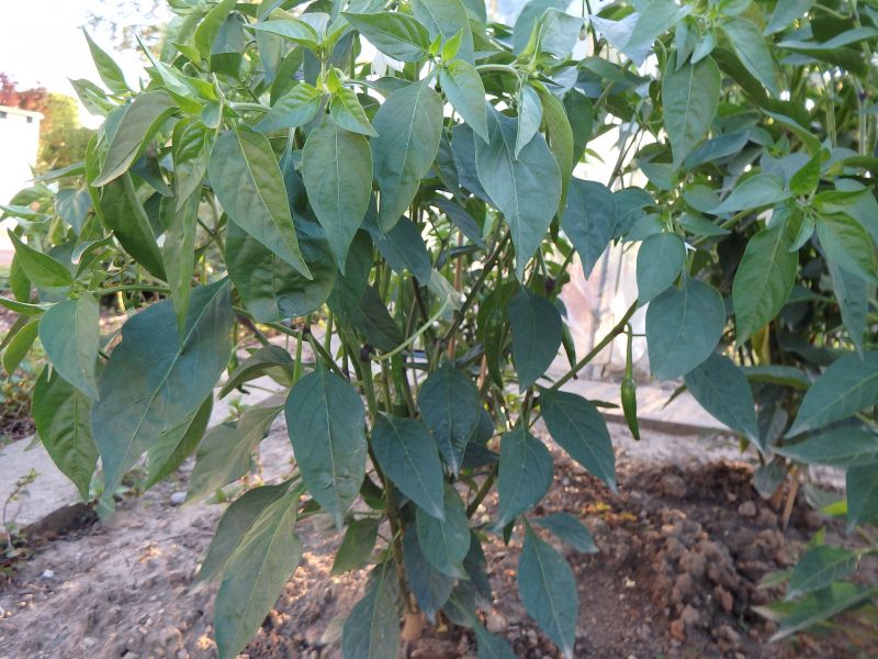 361-Peperoncino