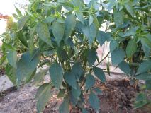 361-Peperoncino