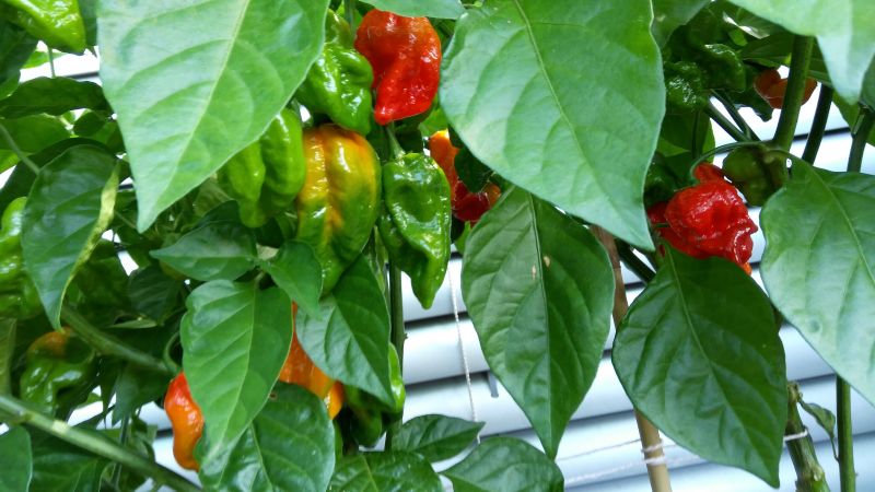 29. týden od výsevu - 7 Pot Trinidad Jonah