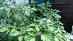 29. týden od výsevu - Naga Morich